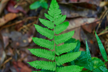 Vibrant Green Fern Frond in Nature