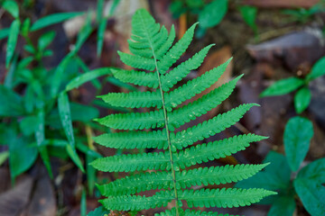 Vibrant Green Fern Frond in Nature