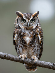Fototapeta premium Close-Up Of A Great Horned Owl Perched On A Branch With Detailed Feathers And Intense Expression