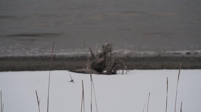 波打ち際の雪原と流木