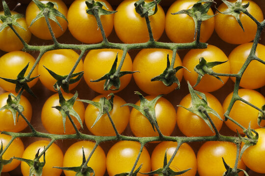 Fresh yellow cherry tomatoes on branches, close-up. Tomato background.