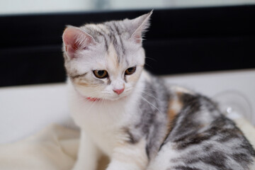 Naklejka premium Portrait of a cute tricolor calico tabby and white cat with a red collar, sitting and relaxing indoors at home.