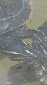 Turtle in the pond in the park