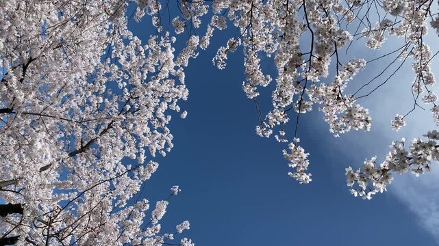 青空に桜吹雪が舞う満開の桜並木の風景をスローモーションで