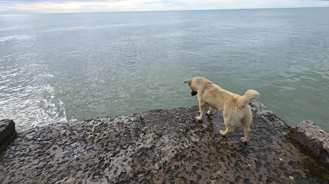 Adorable yellow dog standing on a wet stone pier and barking at the calm ocean water. Pet enjoying a day at the seaside, wagging its tail and watching the waves