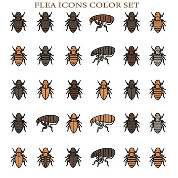 Flea Insect Parasite Close-Up Macro Tiny Pest Animal Illustration