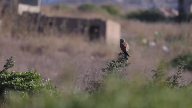 common kestrel (Falco tinnunculus) perching on a tree