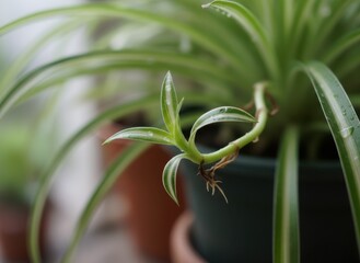 Close Up Of A Green And White Striped Spider Plant With New Growth And Roots Emerging From A Dark Pot With Blurry Background