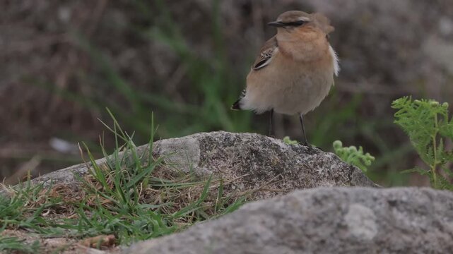 Northern wheatear (Oenanthe oenanthe) bird perching on a rock
