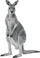 A detailed black and white sketch of a standing kangaroo looking forward on a white background © Toha