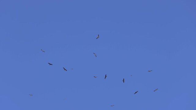 Dozens of booted eagles flying on the migration path in slow motion.