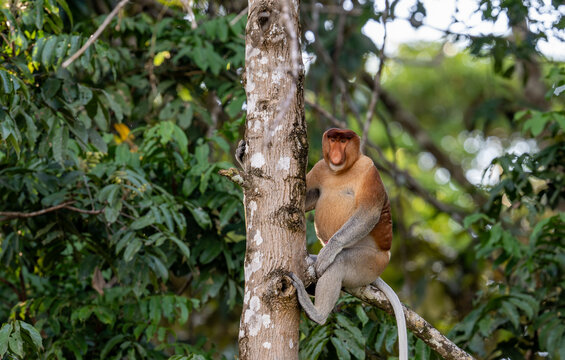 Proboscis Monkey (Nasalis larvatus, aka Long-nosed Monkey) in a Tree. Abai, Kinabatangan River, Sabah. Borneo, Malaysia