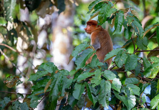 Proboscis Monkey (Nasalis larvatus, aka Long-nosed Monkey) in a Tree. Abai, Kinabatangan River, Sabah. Borneo, Malaysia