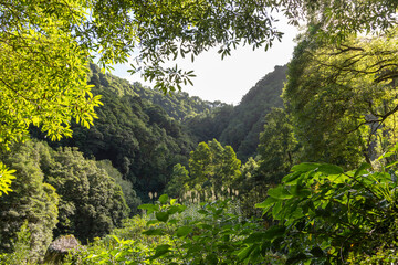 Obraz premium A lush green forest with a mountain in the background in Sao Miguel, Azores