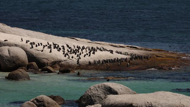 Boulders Beach in Simonstown, a distant sandy shore and cove completely covered with African penguins, offering a serene coastal landscape, wildlife viewing, and a unique nature experience.
