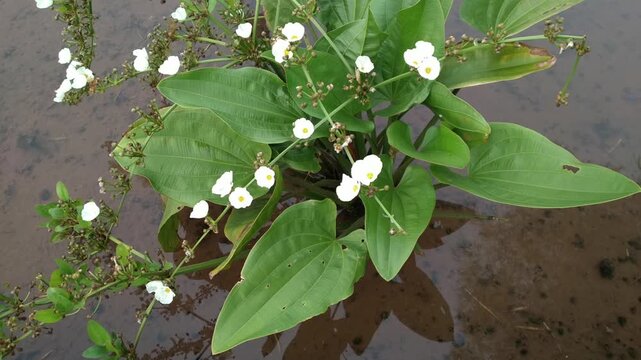 The beauty of Mexican sword plant or Echinodorus palifolius.  Also called Water jasmine plant. Natural background