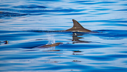 Naklejka premium african dolphins in indian ocean