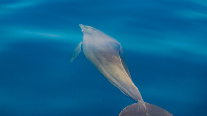 african dolphins in indian ocean