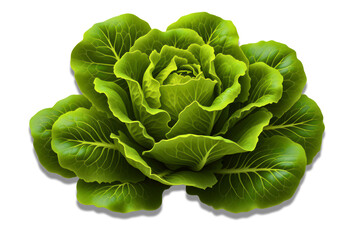 Obraz premium A green succulent plant with yellow spots