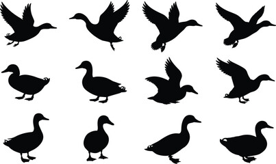 Set of black duck silhouettes in flight and standing poses on white background bird waterfowl © MdAbdur