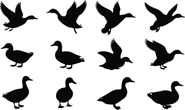 Set of black duck silhouettes in flight and standing poses on white background bird waterfowl