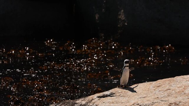 A solitary African penguin walking along the sandy shore of Boulders Beach in Simonstown, exploring the coastline with its waddling gait, surrounded by pristine sand, gentle waves, and natural coastal