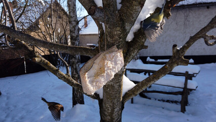 Great chickadee and Eurasian tree sparrows gather at a wooden bird feeder in winter snow © salajean