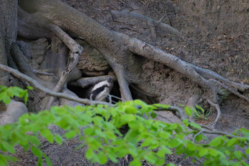 Adult Badger cautiously emerging from its Sett in a forest during spring. England, UK. © Colin Ward