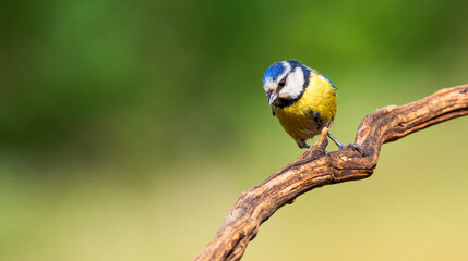 Blue Tit, Parus caeruleus, Mediterranean Forest, Castilla y Leon, Spain, Europe © Al Carrera