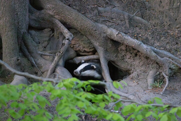 Adult Badger cautiously emerging from its Sett in a forest during spring. England, UK. © Colin Ward