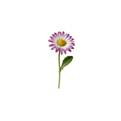Daisy flower On Transparent Background
