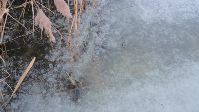 Serene winter scene of a frozen lake with thin ice layers, bubbles beneath, dry reeds emerging, snow patches on edges, and subtle melting areas. Tranquil icy wetland landscape.