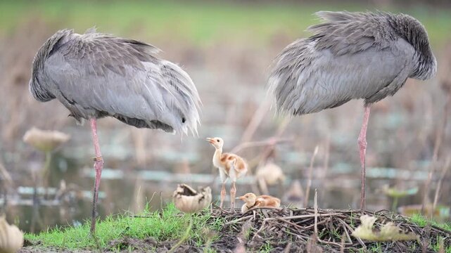 The Eastern Sarus Crane (Grus antigone sharpii) is a large grey bird with a red head nursing a tiny, fluffy golden baby in the wild in Thailand.