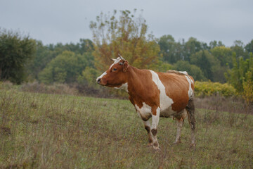 Obraz premium Spotted cow grazing in rural pasture land