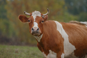 Brown and white cow grazing in a field