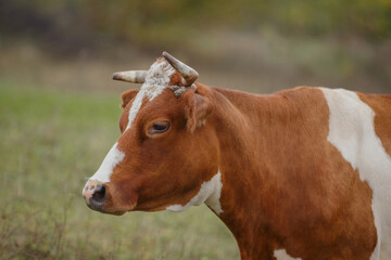 Livestock cow grazing in a green field