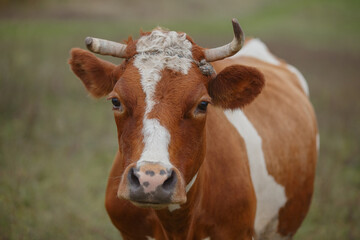 Brown and white cow looking directly at camera