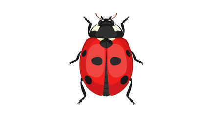 Colorful ladybug illustration on a white background © rohim