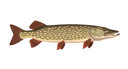 Detailed illustration of a northern pike fish with realistic colors © rohim