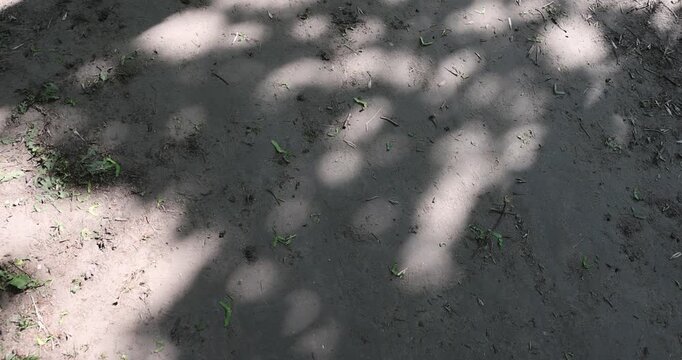 a trampled path in the park with green grass along the roadsides and shadows from foliage from trees, a large number of shadows on the path from trees in sunny spring warm weather
