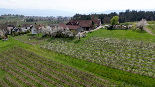 Fr&uuml;hling am Bodensee; alter Bauernhauf am Taubenberg bei Lindau, inmitten bl&uuml;hender Obstg&auml;rten und STreuobstwiesen mit Blick auf Lindau und die Bregenzer Bucht