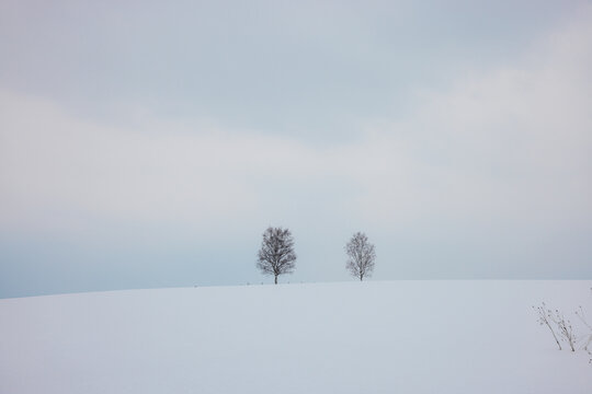 View of a tranquil, snow-covered landscape where two solitary trees stand silhouetted against the soft, muted sky, Biei, Hokkaido, Japan.