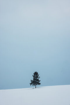 View of a solitary fir tree standing proud against a pale winter sky, its dark silhouette a stark contrast to the pristine snow, Biei, Hokkaido, Japan.