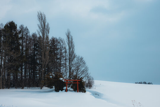 View of a serene, snow-covered field contrasts with the stark, dark trees, punctuated by a vibrant red torii gate, Biei, Hokkaido, Japan.