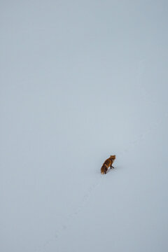 View of a solitary fox, a russet flame against the stark white canvas, its delicate footprints etched in the fresh snow, Biei, Hokkaido, Japan.