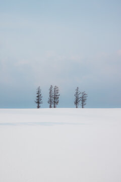 View of snow blankets the land, stark trees puncturing the horizon under a pastel sky, creating a serene winter scene, Biei, Hokkaido, Japan.