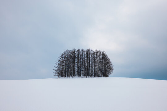 View of a cluster of dark, bare trees stands starkly against the vast, undulating expanse of snow under a muted sky, Biei, Hokkaido, Japan.