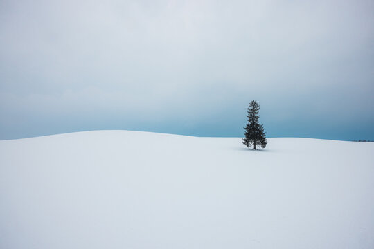 View of a solitary evergreen tree stands stark against the vast, snow-covered field under a muted sky, embodying winter's quiet grandeur, Christmas Tree, Biei, Hokkaido, Japan.
