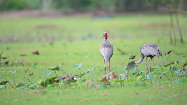 The Eastern Sarus Crane (Grus antigone sharpii) is a large grey bird with a red head nursing a tiny, fluffy golden baby in the wild in Thailand.