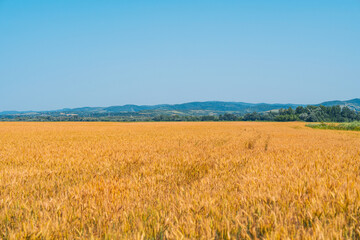 Obraz premium Landscape of farmland with golden wheat field in summer.